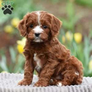 Jimmy, Cavapoo Puppy